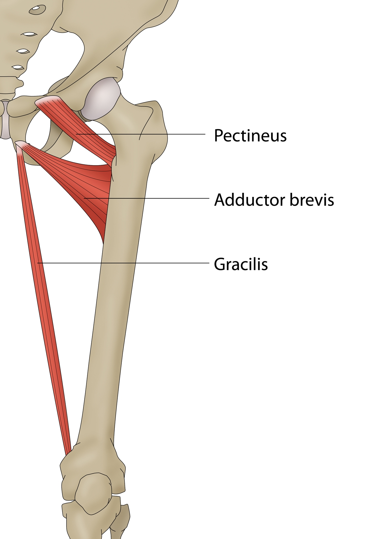 Figure 4b: Adductor brevis and gracilis insertion onto inferior pubic rami