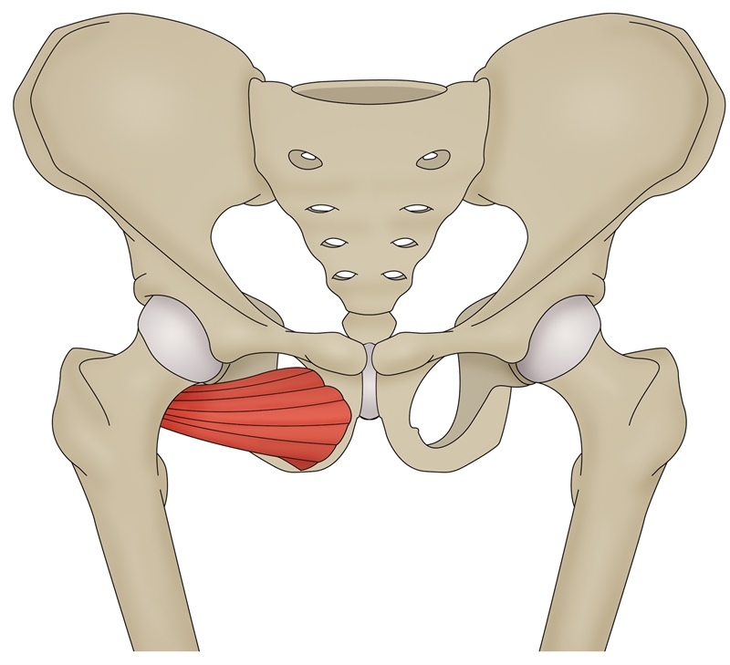 Fig 4a: Anatomy of obturator externus and its insertion onto the inferior pubic rami