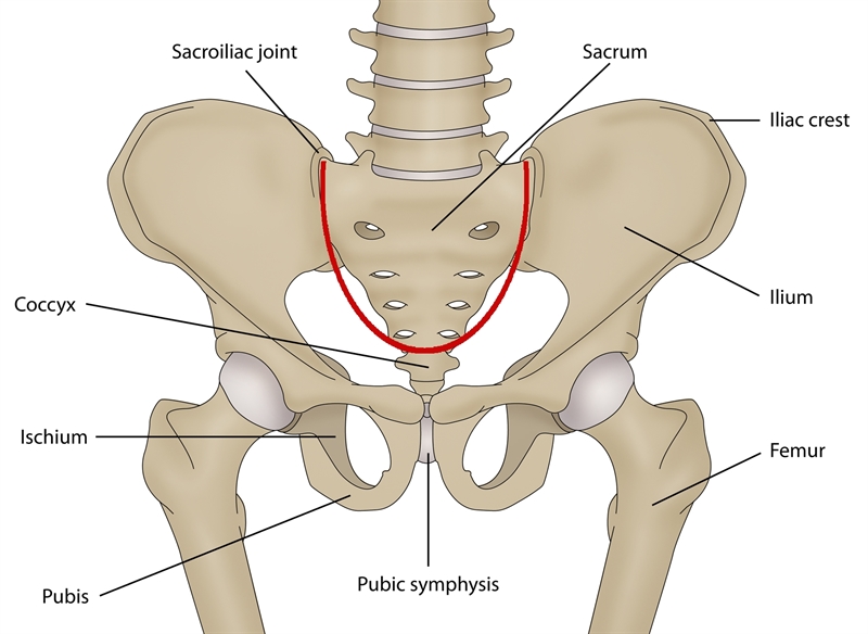 Figure 2: anatomy of pelvis and force distribution