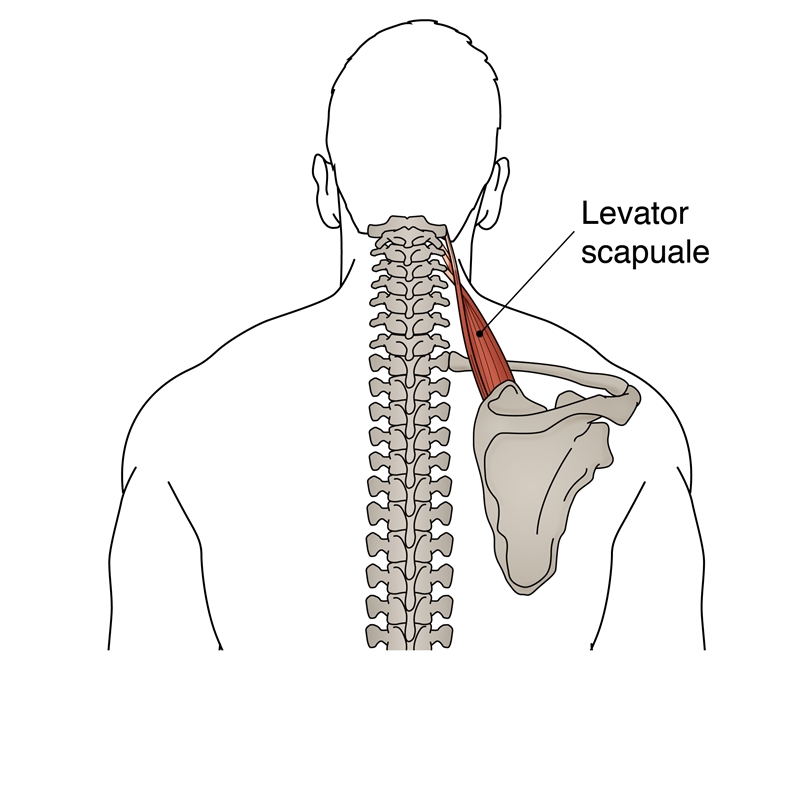 Figure 1: Levator scapulae anatomy