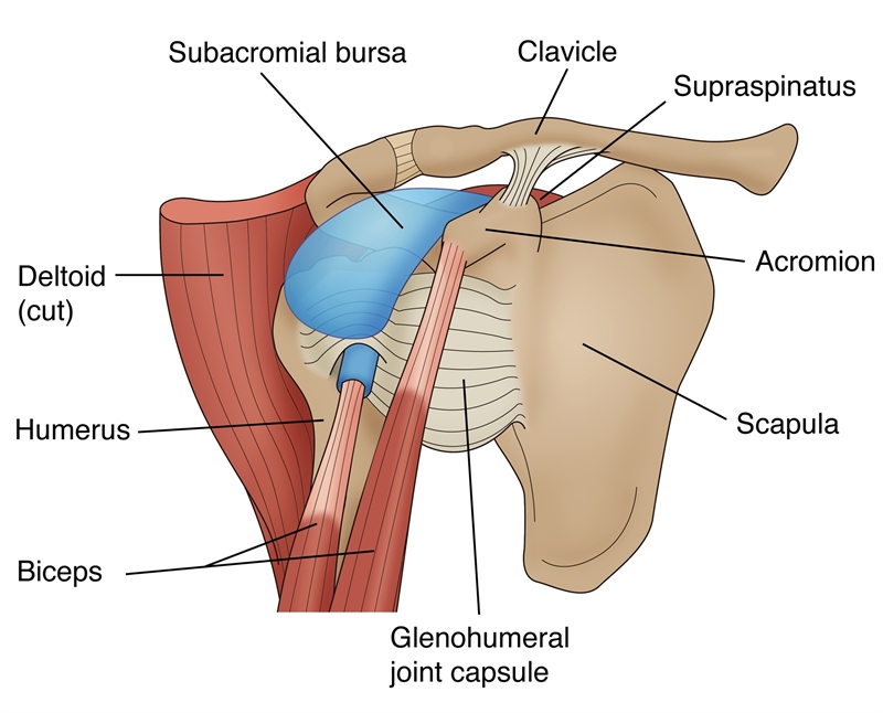 Figure 1: Diagram showing the internal anatomy at the shoulder joint