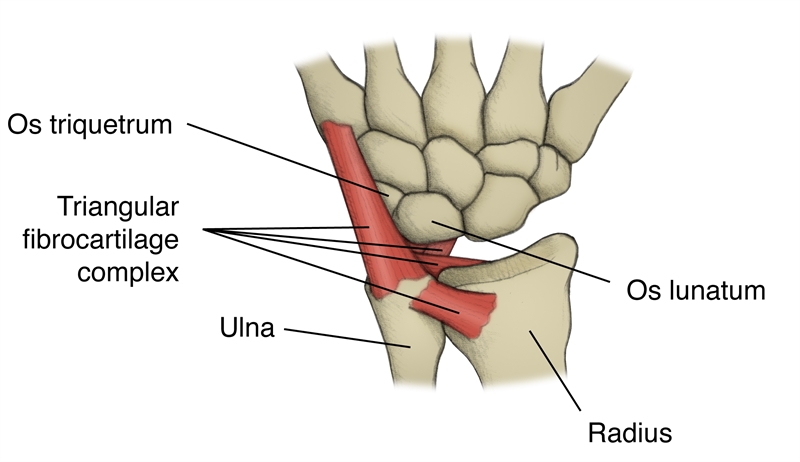 Figure 1: diagrammatic representation of the ulnocarpal joint and triangular fibrocartilage complex (TFCC)