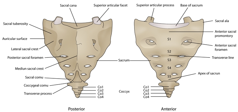 Figure 1: Structure of the sacrum
