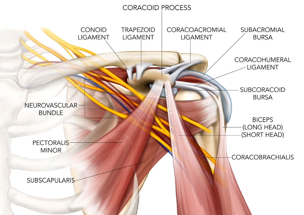 Stretching positions for the coracohumeral ligament: Strain, ligament  stretching 