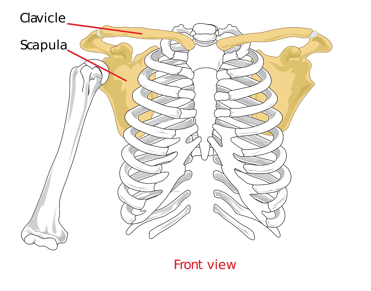 Sports Injury Bulletin - Masterclass - Masterclass: AC joint  reconstruction- Part II