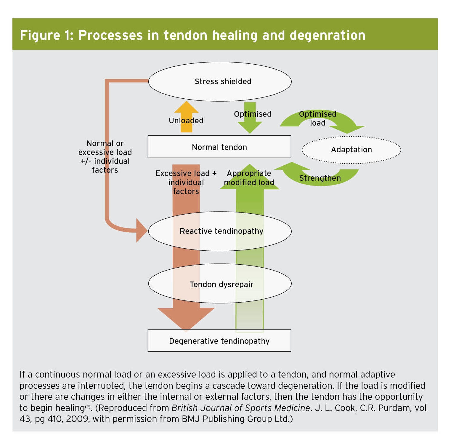 If a continuous normal load or an excessive load is applied to a tendon, and normal adaptive processes are interrupted, the tendon begins a cascade toward degeneration. If the load is modified or there are changes in either the internal or external factors, then the tendon has the opportunity to begin healing(2). (Reproduced from British Journal of Sports Medicine. J. L. Cook, C.R. Purdam, vol 43, pg 410, 2009, with permission from BMJ Publishing Group Ltd.)