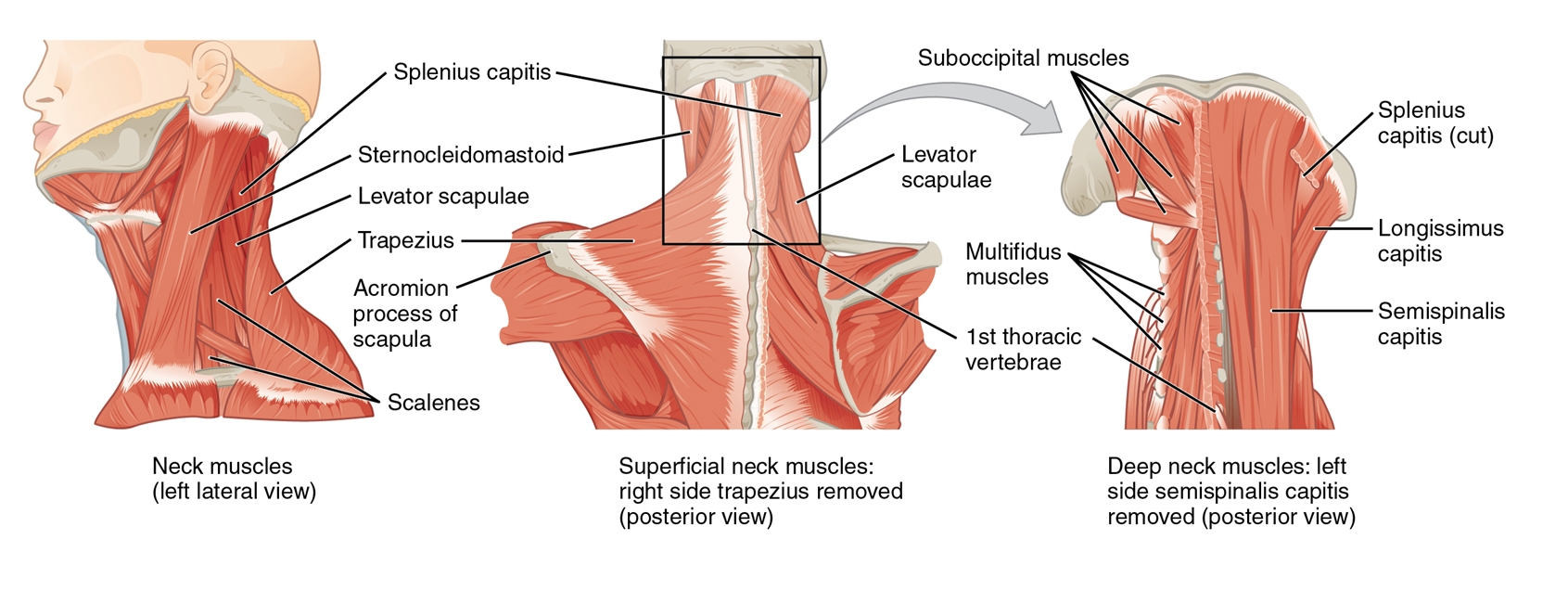 Figure 1: Cervical musculature
