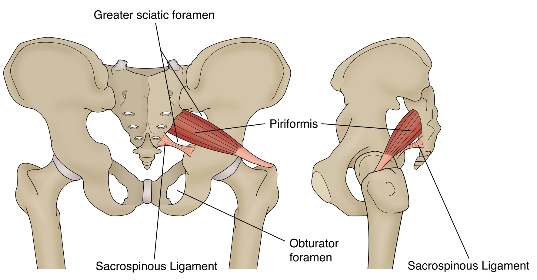 Figure 1: Anatomy of the piriformis