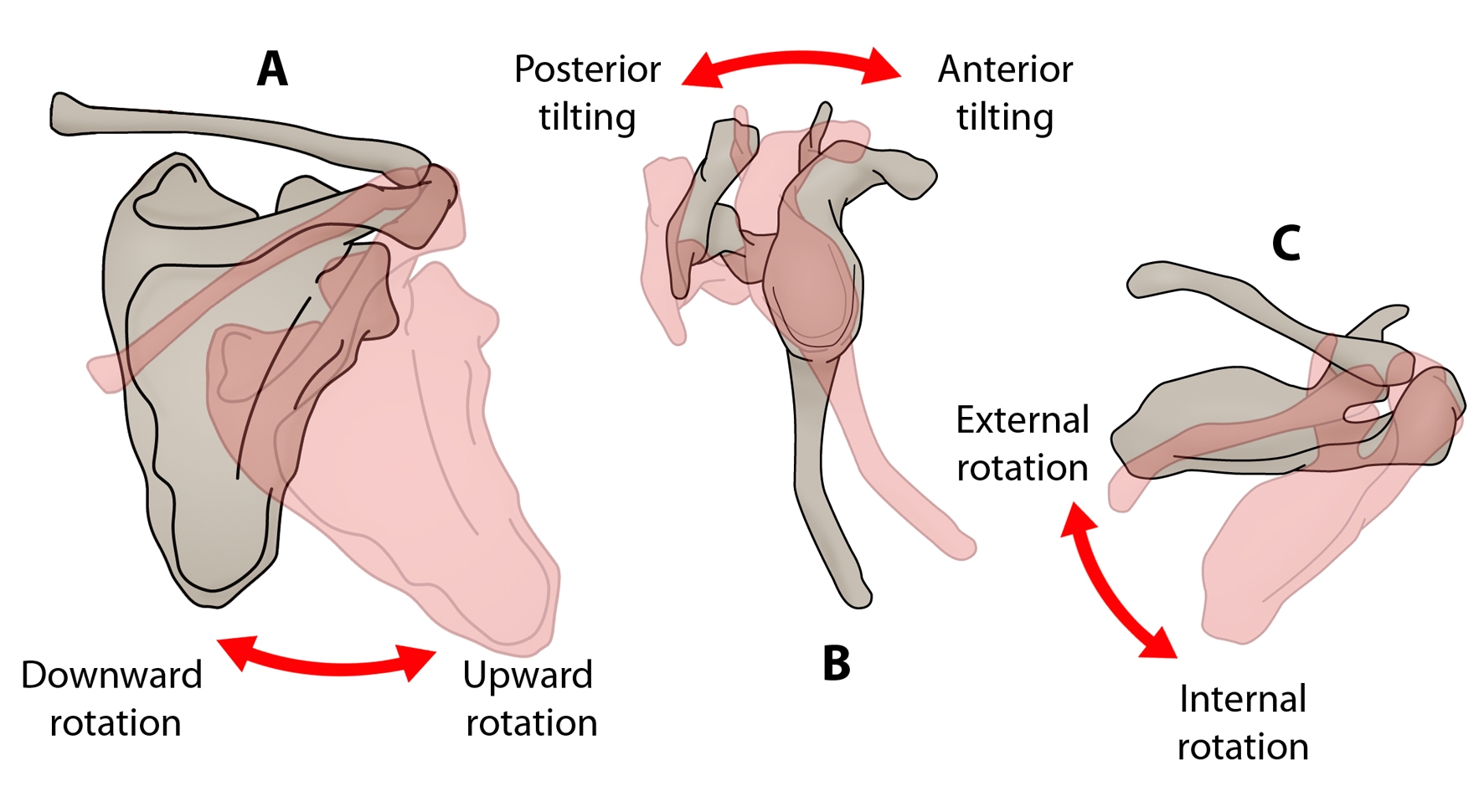 Scapular motions from (A) posterior (upward/downward rotation), (B) superior (internal/external rotation), and (C) lateral (anterior/posterior tilting) views. Axes of rotation are indicated as black dots (from Ludewig and Reynolds(13))