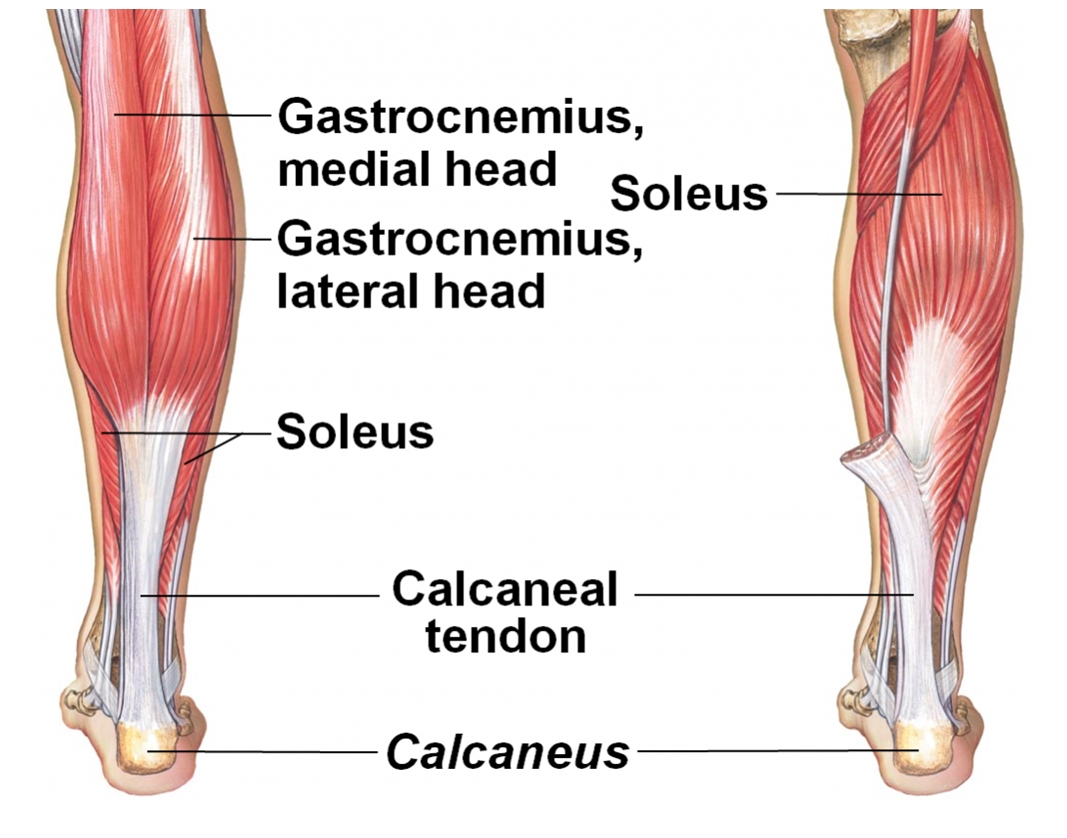 Sports Injury Bulletin - Anatomy - Rehabilitation of soleus muscle injuries  in distance runners
