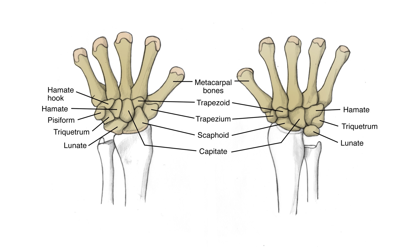 Figure 1: The anatomical arrangement of the wrist carpal bones