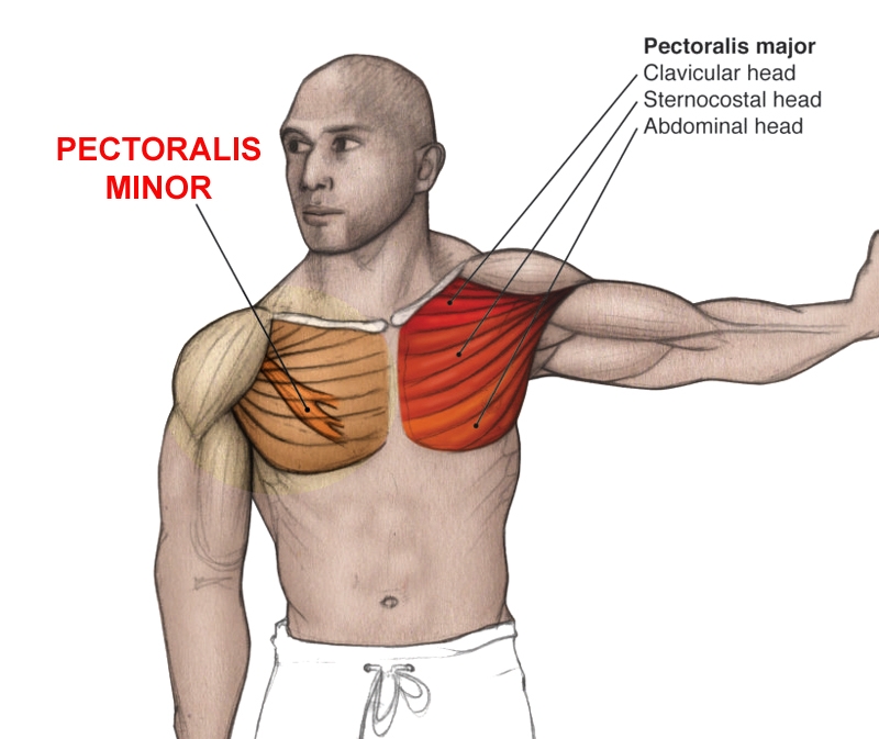 Pectoralis Major Stretch Anatomia Muscular Anatomia Yoga Anatomia The