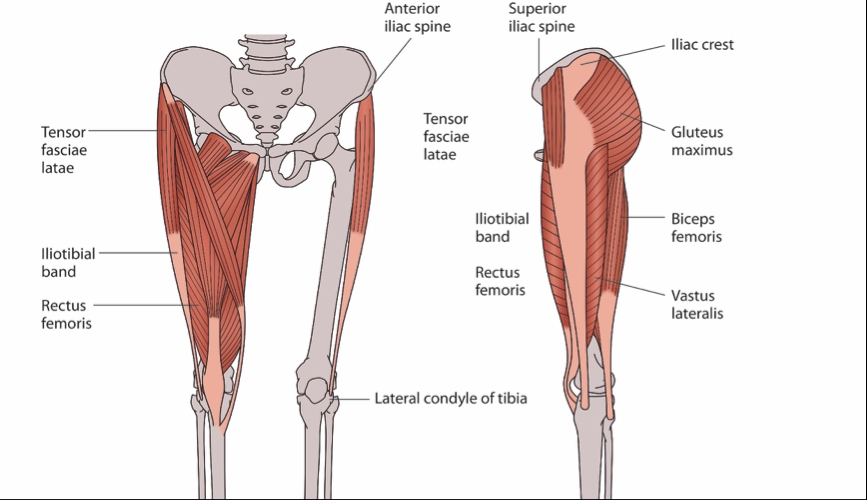 Sports Injury Bulletin - Anatomy - Driving a wedge between orthotics and  illiotibial band strain