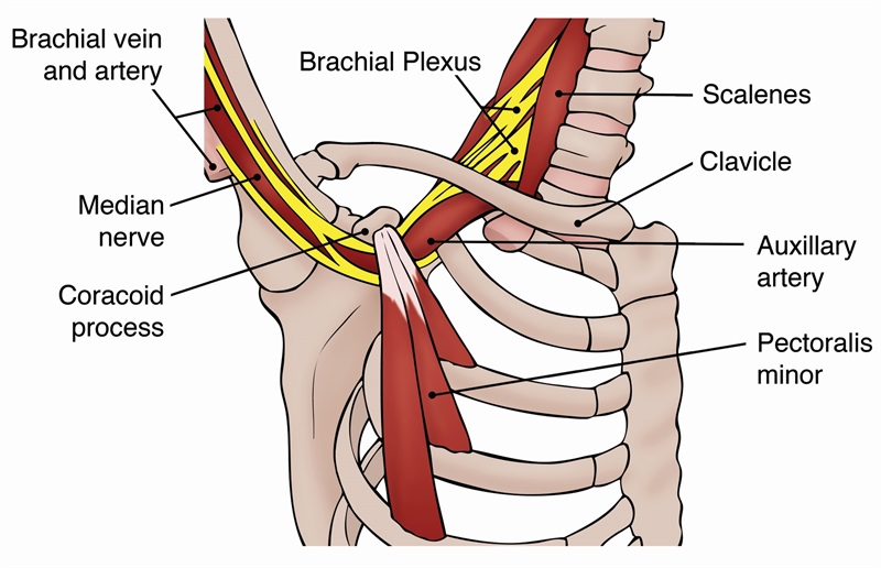 Pec minor self release; under the pec major