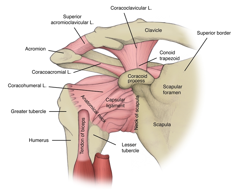 Anatomy of the acromio-clavicular joint