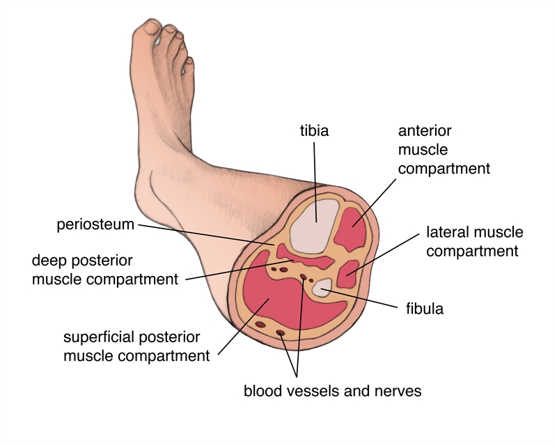 Figure 1: Muscular compartments of the lower leg
