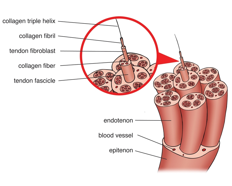 Figure 1: The anatomic structure of a tendon