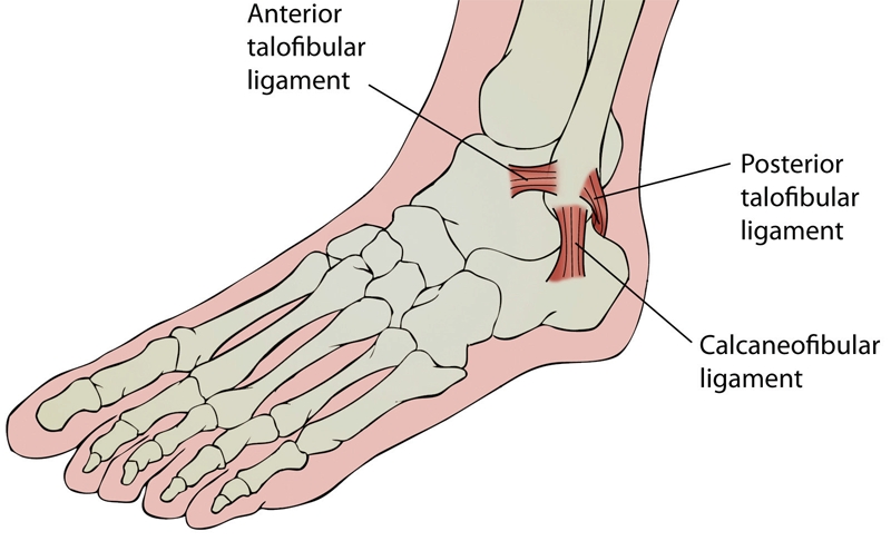 Sports Injury Bulletin - Anatomy - Functional ankle instability: jumping  for joy?