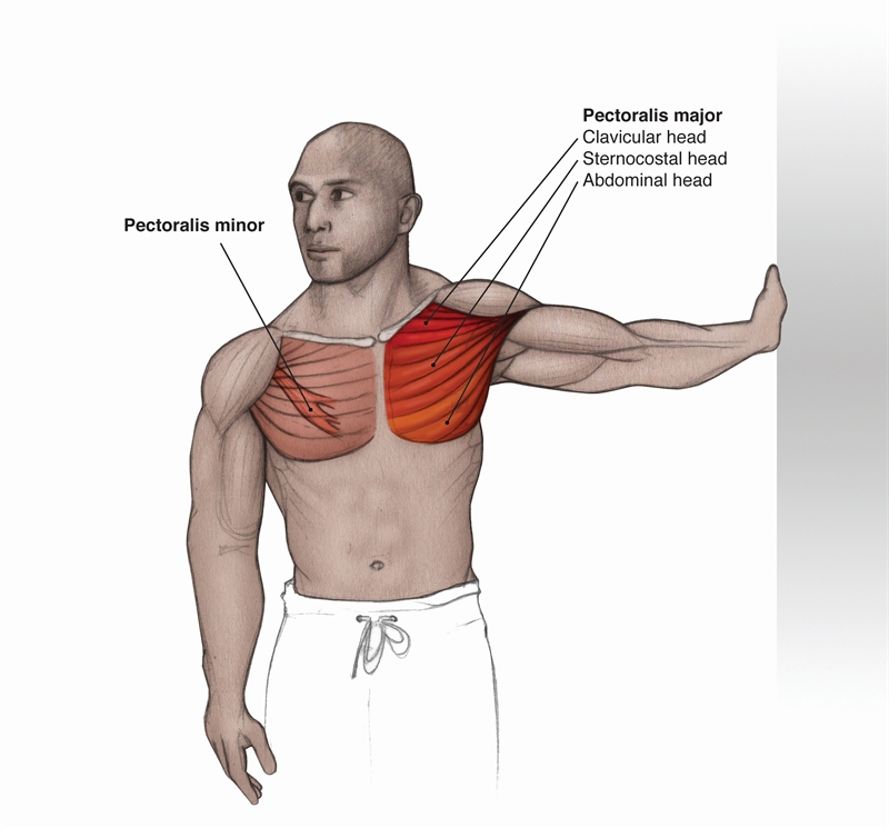 Trigger Point Therapy - Treating Pectoralis Major, Pectoralis Muscles,  Shoulder and more