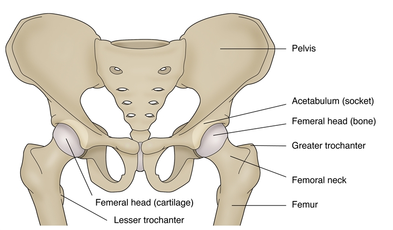 Figure 1: Hip anatomy