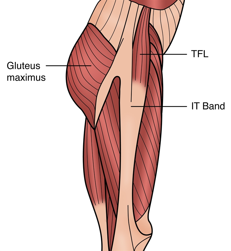 Sports Injury Bulletin - Anatomy - Tensor fascia latae: unraveling