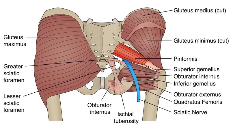 Figure 2: The PM and its relationship to the sciatic nerve (SN) and other hip rotators
