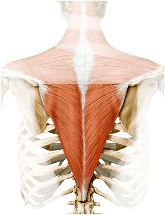 Figure 1: Anatomy of lower trapezius