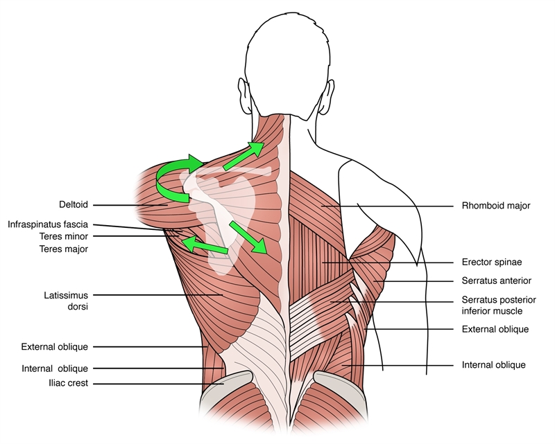Figure 3: The anatomical lines of action of the component fibres of the trapezius