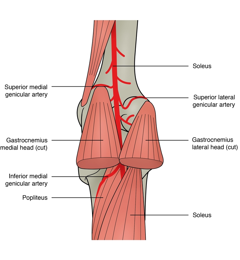 Shows the popliteal artery running, between, under, and alongside the muscles of the posterior calf
