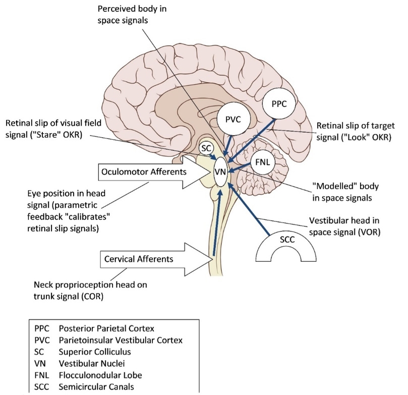 Figure 1: Link between cervical afferents and the vestibular nuclei/oculomotor afferents