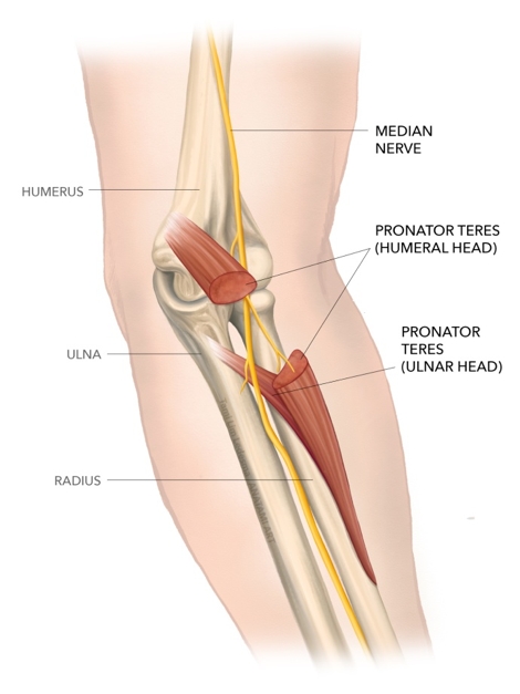 supinator and pronator muscles