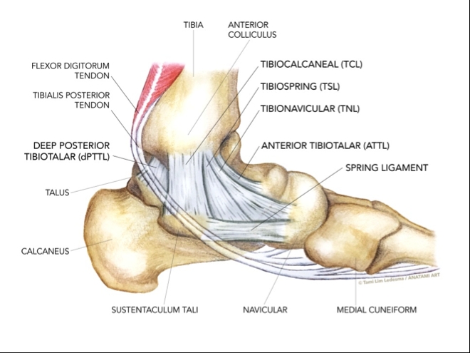 deltoid ligament ankle sprain