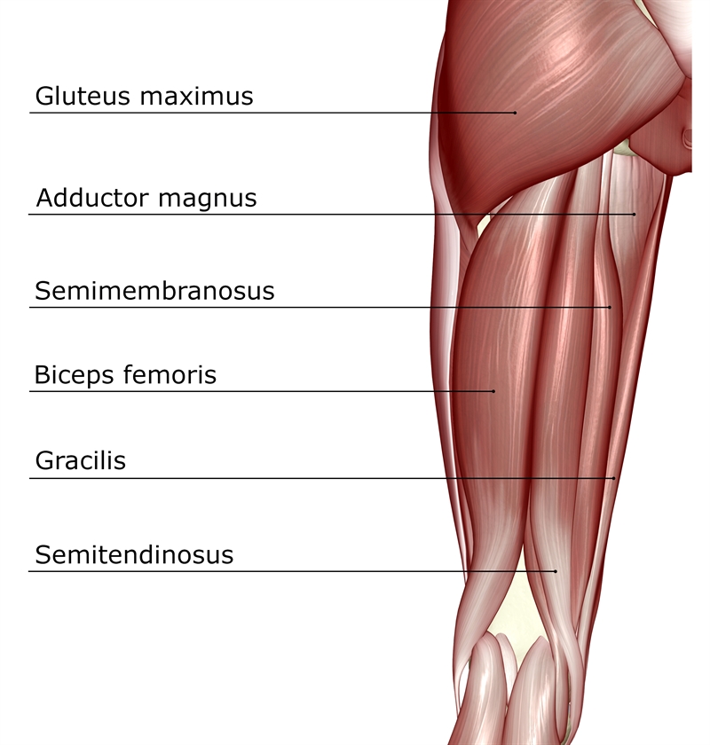 Sports Injury Bulletin - Anatomy - 11 factors that differentiate sciatica  from hamstring or other causes of posterior thigh pain