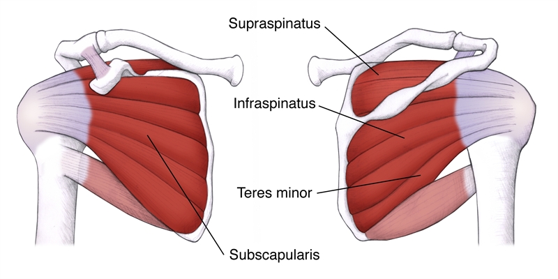 Cross-section of the shoulder